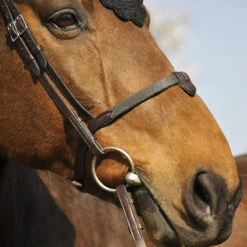 In Horse We Trust Bridle Evolution -Equestrian Supplies Store Soft T 2 Evolution on Horse Noseband 18125.1589307260