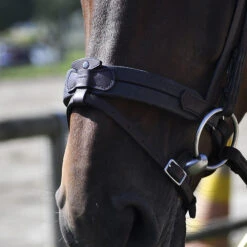 In Horse We Trust Soft T Contact Noseband W/ Flash -Equestrian Supplies Store Soft T Contact 2 08049.1658868277