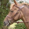 Dy'on Difference Flash Bridle -Equestrian Supplies Store aaaaaaayvs 51442 49586.1527301899