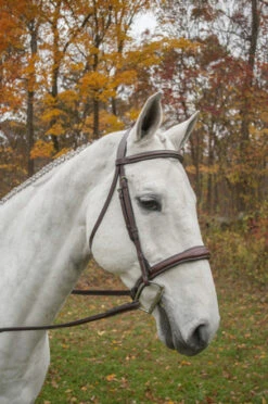 KL Select Italia Wellington Bridle