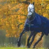Horseware Ireland Horseware Amigo Bravo 12 Original Rain Sheet -Equestrian Supplies Store amigo bravo 12 original lite 44608 15405.1527302314