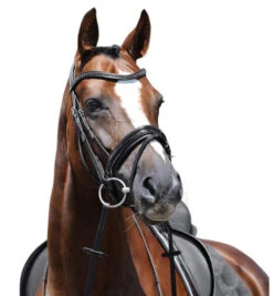 Passier Apollo Patent Leather Snaffle Bridle -Equestrian Supplies Store apollo bridle graphite brow horse 880 passier 58418.1690318594