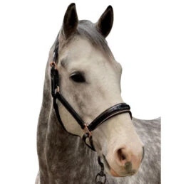 Halter Ego Aurelia Rose Gold Halter -Equestrian Supplies Store aurelia black pt rs gold halter ego 47724.1682994359
