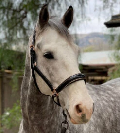 Halter Ego Aurelia Rose Gold Halter -Equestrian Supplies Store aurelia black pt rs gold horse sidehalter ego 72949.1682994383