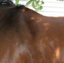 Circle Y Long Shoulder Bridge Pad 3/4" Or 1" -Equestrian Supplies Store circle y long shoulder bridge pad 3 4 or 1 2 45853.1530647798