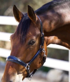 Halter Ego Copenhagen Navy Patent Halter -Equestrian Supplies Store copenhagen navy halter nv.pt navy detail COPENHAGEN HALTER halter ego 80740.1682536282