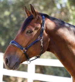 Halter Ego Copenhagen Navy Patent Halter -Equestrian Supplies Store copenhagen navy halter nv.pt navy hero COPENHAGEN HALTER halter ego 97604.1682536277