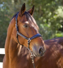 Halter Ego Copenhagen Navy Patent Halter -Equestrian Supplies Store copenhagen navy halter nv.pt navy side halter ego 41538.1682560513