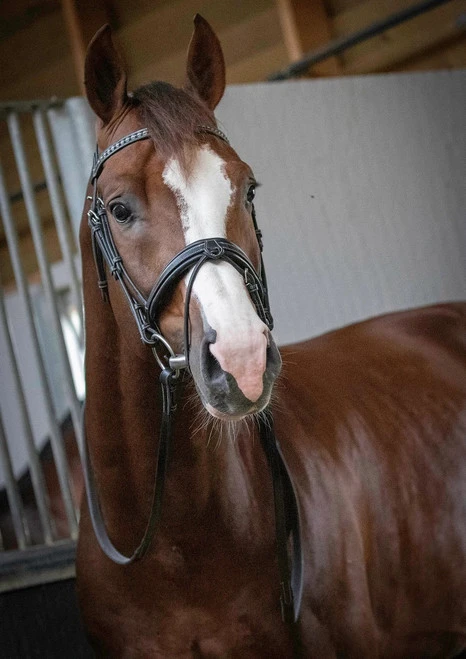 PÉNÉLOPE Pénélope Daily Snaffle Bridle 4 PÉNÉLOPE Pénélope Daily Snaffle Bridle - Image 2