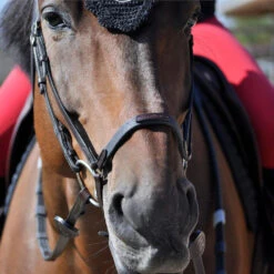 In Horse We Trust Drop Noseband -Equestrian Supplies Store drop noseband black on horse DROP NOSEBAND in horse we trust 29818.1658866315