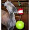Jolly Stall Snack Combo Horse Toy -Equestrian Supplies Store jolly stall snack combo HP 28287.1670982381