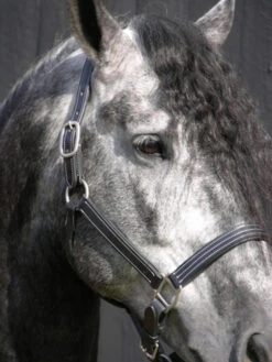 Red Barn Tina Halter -Equestrian Supplies Store kl select s red barn tina black leather halter 1 73074 82751.1682797174