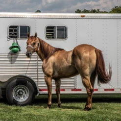Kong Equine Hanging Kit Horse Toy -Equestrian Supplies Store kong hanging standard green trailer kong equine 94340.1638045208