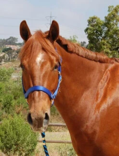 Mary's Walsh Nylon Halter