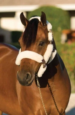 Ovation Sheepskin Pony Shipping Halter 8 Ovation Sheepskin Pony Shipping Halter -Equestrian Supplies Store ovation sheepskin pony shipping halter 2 06071 50134.1527309294