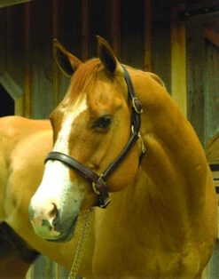 Perri's 1-Inch Leather Turnout Halter -Equestrian Supplies Store perri s 1 inch turnout halter 1 63333 08968.1587672508