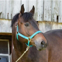 Perri's Premium Nylon Safety Halter -Equestrian Supplies Store premium nylon safety halter horse 150H perris 54113.1684804359