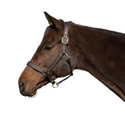 HDR Pony Fancy Padded Leather Halter -Equestrian Supplies Store pro padded halter FS pony havana henri de rivel 84351.1618603444