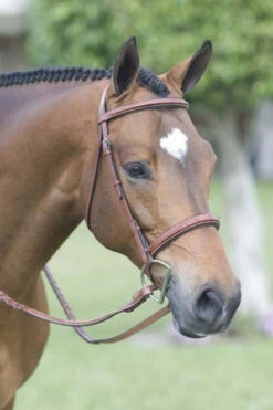 Rodrigo Fancy Stitch Padded Wide Noseband Show Bridle -Equestrian Supplies Store rodrigo fancy stitch padded wide noseband show bridle 2 22247 44333.1527306437