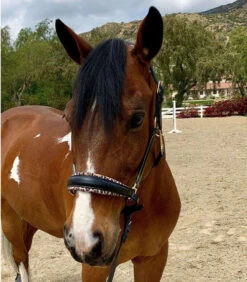 Halter Ego Safari Halter -Equestrian Supplies Store safari halter blk lprd front halter ego 27053.1682538591