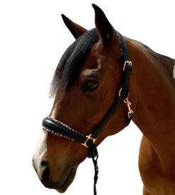 Halter Ego Safari Halter -Equestrian Supplies Store safari halter brown halter ego 37979.1682706133