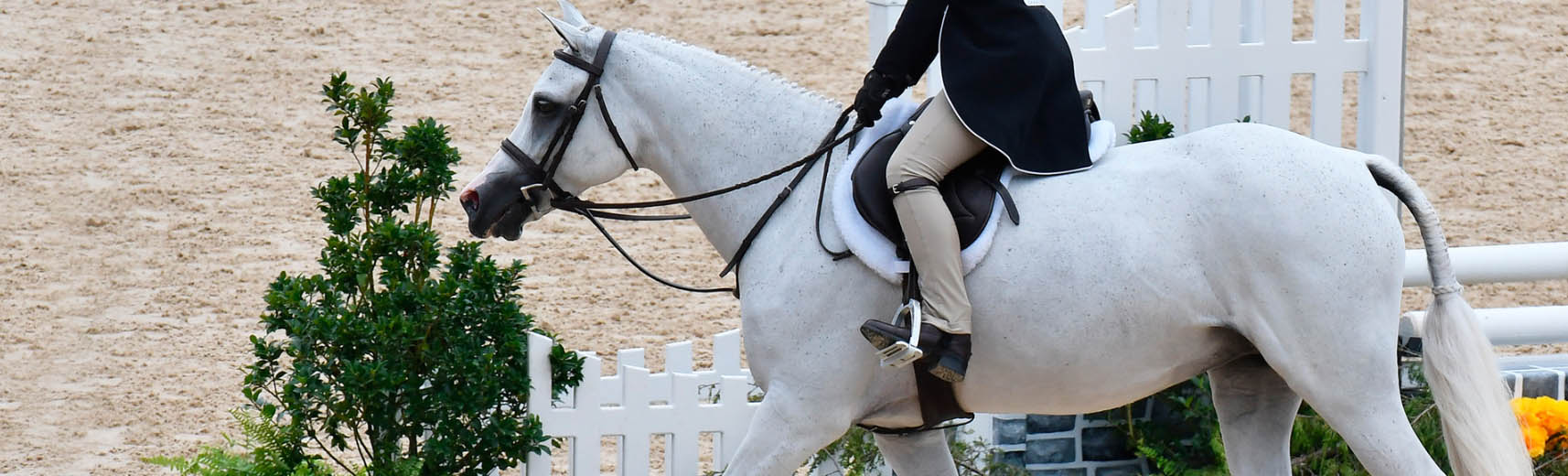 Equestrian Supplies Store -Equestrian Supplies Store sdfsf