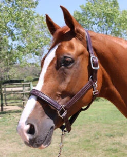 Walsh Signature Pony Halter -Equestrian Supplies Store signature halter havana navy stainless walsh 37370.1557955618