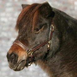 Waldhausen Star Leather Diamond Halter -Equestrian Supplies Store star leather diamond halter brown gold 50436130 waldhausen 78271.1657588572