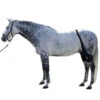 Ice Horse Stifle Wrap -Equestrian Supplies Store stifle wrap horse ice horse 09799.1595626950