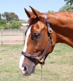 Perri's Twisted Leather Halter 5 Perri's Twisted Leather Halter -Equestrian Supplies Store twisted halter perris 33109.1564434611