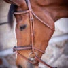 PÉNÉLOPE Pénélope US Bridle 1 PÉNÉLOPE Pénélope US Bridle -Equestrian Supplies Store us bridle hazelnut 301 602 318 penelope 31395.1688760854